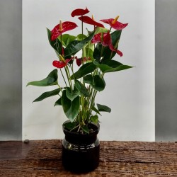 Anthurium+ macetero premium