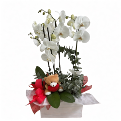 Caja Live Orquídeas