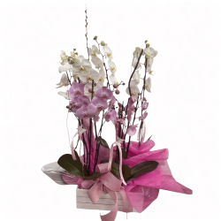 Familia 4 Orquídeas blancas