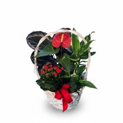 Cesta plantas romántica