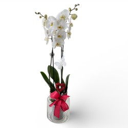 Orquidea Phalenopsis en...