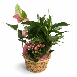 Cesta plantas naturaleza
