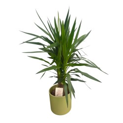 Yucca con macetero