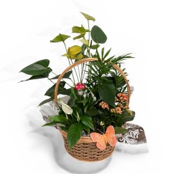 Cesta Plantas Sonrisas