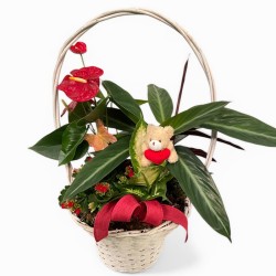 Cesta plantas love