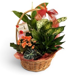 Cesta plantas Baturra