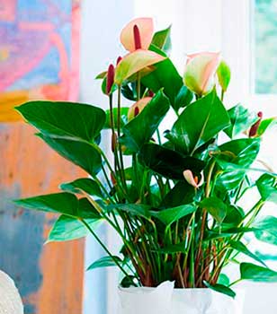 Plantas y cestas